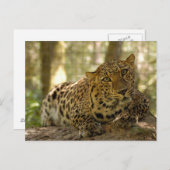 Carte postale Leopard (Devant / Derrière)