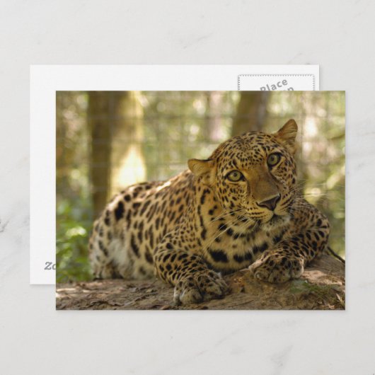 Carte postale Leopard (Devant / Derrière)