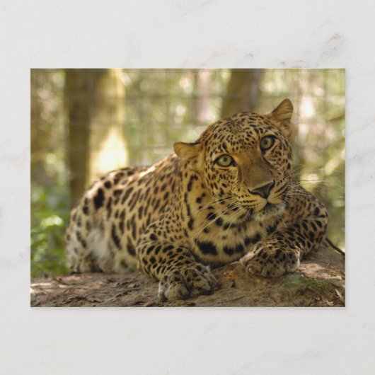 Carte postale Leopard (Devant)