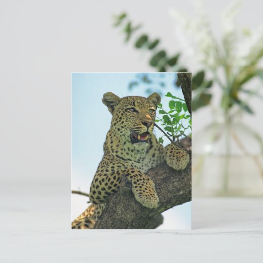 Carte Postale Leopard (Debout devant)