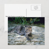 Carte Postale Léopard (Devant / Derrière)