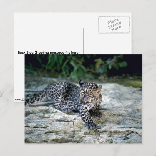Carte Postale Léopard (Devant / Derrière)