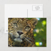Carte postale Leopard (Devant / Derrière)