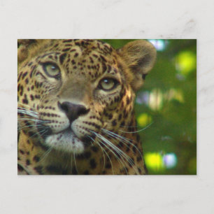 Carte postale Leopard