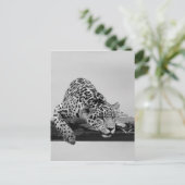 Carte Postale Leopard (Debout devant)