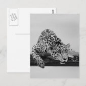 Carte Postale Leopard (Devant / Derrière)