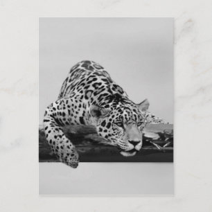 Carte Postale Leopard