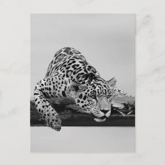 Carte Postale Leopard (Devant)