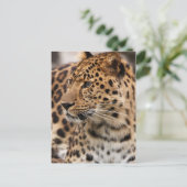 Carte postale Leopard (Debout devant)