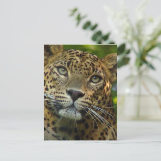 Carte postale Leopard (Debout devant)