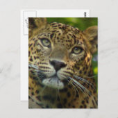Carte postale Leopard (Devant / Derrière)