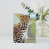 Carte Postale Leopard (Debout devant)