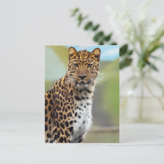 Carte Postale Leopard (Debout devant)