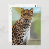Carte Postale Leopard (Devant / Derrière)