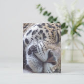 Carte postale Leopard (Debout devant)