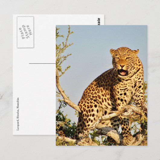Carte Postale léopard (Devant / Derrière)