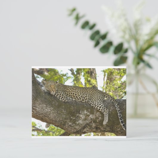 Carte Postale Leopard (Debout devant)