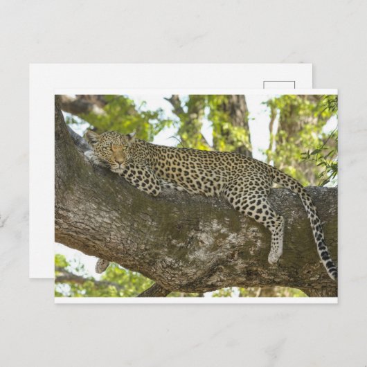 Carte Postale Leopard (Devant / Derrière)
