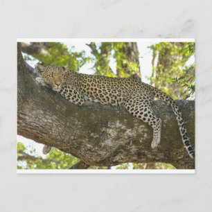Carte Postale Leopard