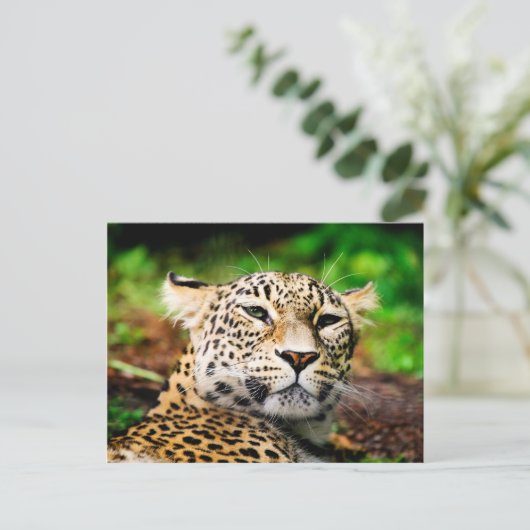 Carte Postale Leopard (Debout devant)