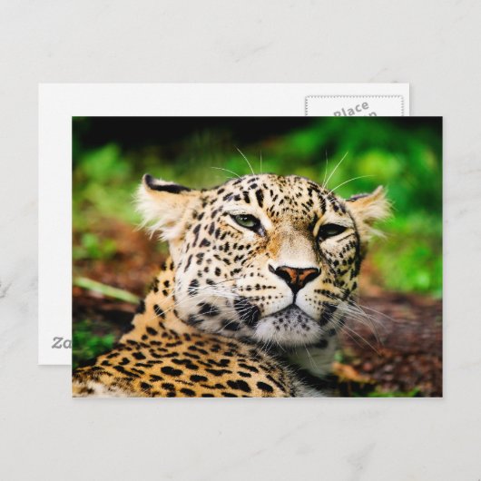 Carte Postale Leopard (Devant / Derrière)