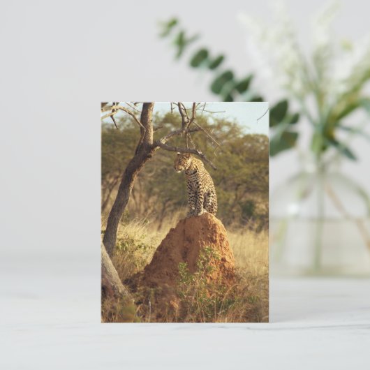 Carte Postale Leopard (Debout devant)