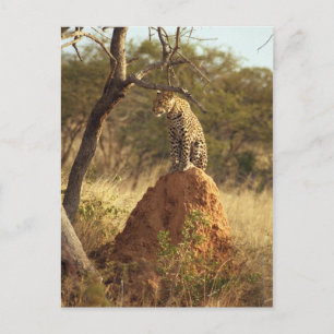 Carte Postale Leopard
