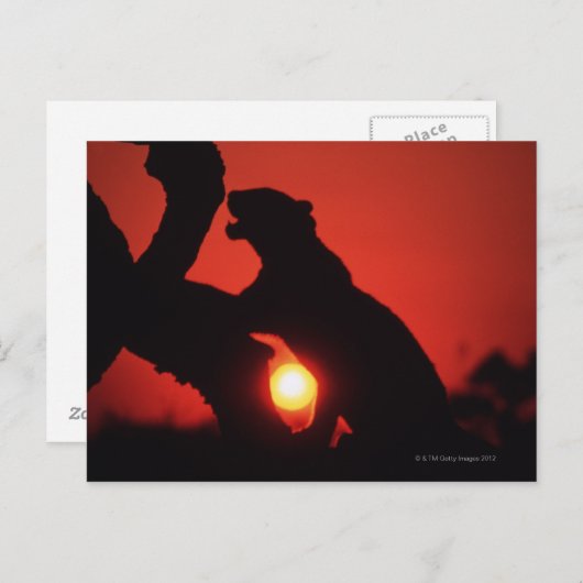 Carte Postale léopard (Devant / Derrière)