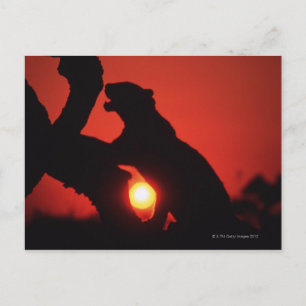 Carte Postale léopard