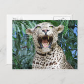 Carte Postale Leopard (Devant / Derrière)