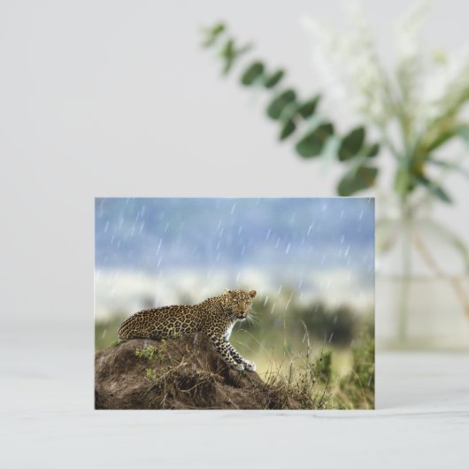 Carte Postale Leopard (Debout devant)