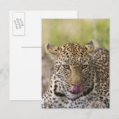 Carte Postale Leopard (Devant / Derrière)