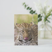 Carte Postale Leopard (Debout devant)