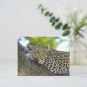 Carte Postale Leopard (Debout devant)
