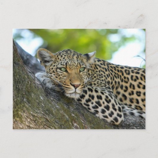 Carte Postale Leopard (Devant)