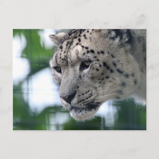 Carte Postale Leopard 003 (Devant)