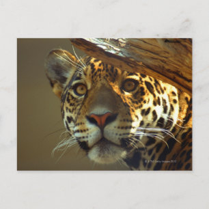 Carte Postale léopard 2