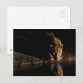 Carte Postale Leopard africain (Devant / Derrière)