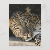 Carte Postale Leopard africain (Devant)