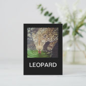 Carte Postale Leopard africain (Debout devant)