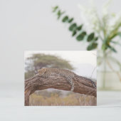 Carte Postale Léopard africain allongé sur une branche d'arbre (Debout devant)