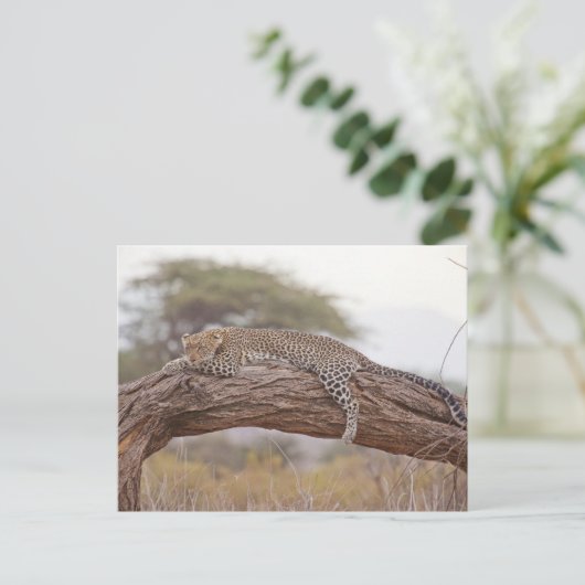 Carte Postale Léopard africain allongé sur une branche d'arbre (Debout devant)