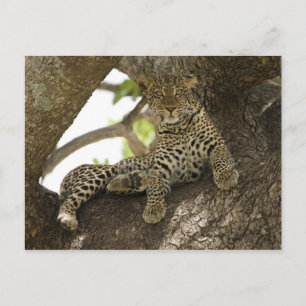 Carte Postale Leopard africain, Panthera pardus