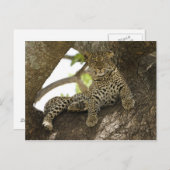Carte Postale Leopard africain, Panthera pardus (Devant / Derrière)