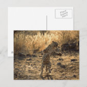 Carte Postale Léopard africain sur les jambes de derrière, (Devant / Derrière)