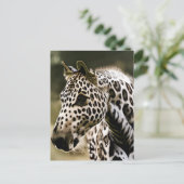 Carte Postale Leopard Appaloosa (Debout devant)