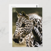 Carte Postale Leopard Appaloosa (Devant / Derrière)