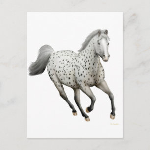 Carte postale Leopard Appaloosa Horse