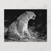 Carte Postale Léopard assis (Devant)