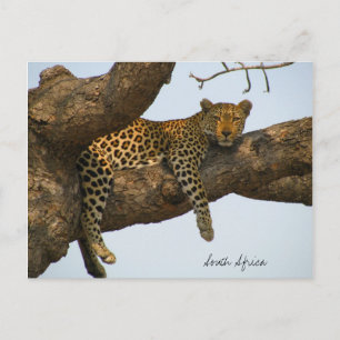 Carte Postale Leopard assis dans un arbre